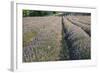 Lavender Fields, Sault, Provence, France, Europe-Sergio Pitamitz-Framed Photographic Print