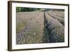 Lavender Fields, Sault, Provence, France, Europe-Sergio Pitamitz-Framed Photographic Print