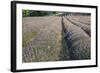 Lavender Fields, Sault, Provence, France, Europe-Sergio Pitamitz-Framed Photographic Print