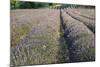 Lavender Fields, Sault, Provence, France, Europe-Sergio Pitamitz-Mounted Photographic Print