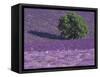 Lavender Fields, Sault, Provence, France-Art Wolfe-Framed Stretched Canvas