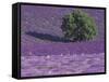 Lavender Fields, Sault, Provence, France-Art Wolfe-Framed Stretched Canvas