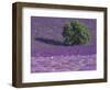 Lavender Fields, Sault, Provence, France-Art Wolfe-Framed Photographic Print