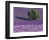 Lavender Fields, Sault, Provence, France-Art Wolfe-Framed Photographic Print