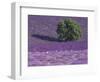 Lavender Fields, Sault, Provence, France-Art Wolfe-Framed Photographic Print