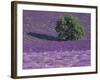 Lavender Fields, Sault, Provence, France-Art Wolfe-Framed Photographic Print