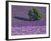 Lavender Fields, Sault, Provence, France-Art Wolfe-Framed Photographic Print