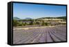 Lavender Fields, Terrassieres, Provence, France, Europe-Sergio Pitamitz-Framed Stretched Canvas