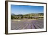 Lavender Fields, Terrassieres, Provence, France, Europe-Sergio Pitamitz-Framed Photographic Print