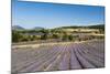 Lavender Fields, Terrassieres, Provence, France, Europe-Sergio Pitamitz-Mounted Photographic Print