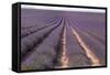 Lavender Fields, Valensole, Provence, France, Europe-Sergio Pitamitz-Framed Stretched Canvas