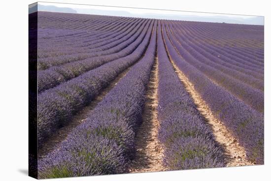 Lavender Fields, Valensole, Provence, France, Europe-Sergio Pitamitz-Stretched Canvas