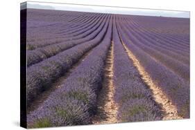 Lavender Fields, Valensole, Provence, France, Europe-Sergio Pitamitz-Stretched Canvas