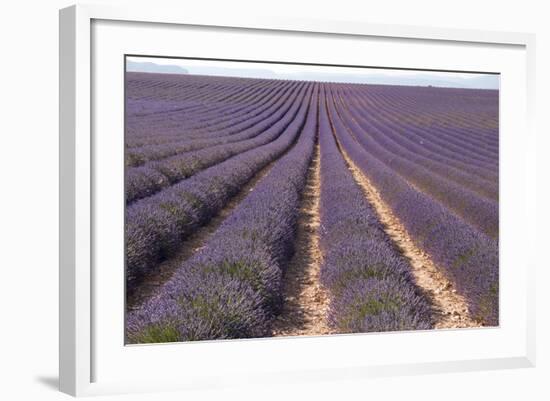 Lavender Fields, Valensole, Provence, France, Europe-Sergio Pitamitz-Framed Photographic Print