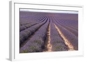 Lavender Fields, Valensole, Provence, France, Europe-Sergio Pitamitz-Framed Photographic Print