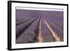 Lavender Fields, Valensole, Provence, France, Europe-Sergio Pitamitz-Framed Photographic Print