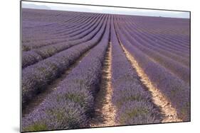 Lavender Fields, Valensole, Provence, France, Europe-Sergio Pitamitz-Mounted Photographic Print
