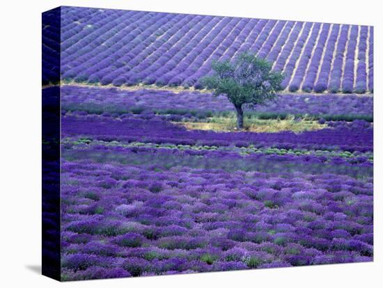 Lavender Fields, Vence, Provence, France-Gavriel Jecan-Stretched Canvas