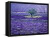 Lavender Fields, Vence, Provence, France-Gavriel Jecan-Framed Stretched Canvas