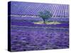 Lavender Fields, Vence, Provence, France-Gavriel Jecan-Stretched Canvas