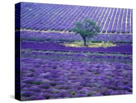 Lavender Fields, Vence, Provence, France-Gavriel Jecan-Stretched Canvas