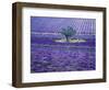 Lavender Fields, Vence, Provence, France-Gavriel Jecan-Framed Photographic Print