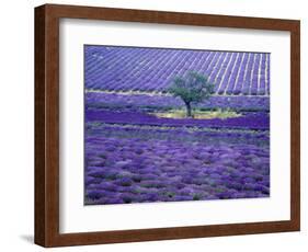 Lavender Fields, Vence, Provence, France-Gavriel Jecan-Framed Photographic Print