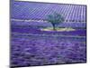 Lavender Fields, Vence, Provence, France-Gavriel Jecan-Mounted Photographic Print