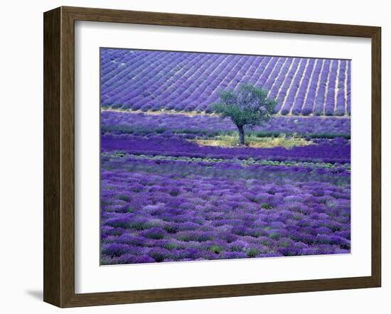 Lavender Fields, Vence, Provence, France-Gavriel Jecan-Framed Photographic Print