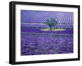 Lavender Fields, Vence, Provence, France-Gavriel Jecan-Framed Photographic Print