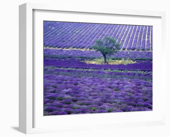 Lavender Fields, Vence, Provence, France-Gavriel Jecan-Framed Photographic Print