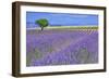 Lavender Fields with Tree-Cora Niele-Framed Giclee Print