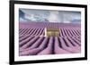 Lavender Fields-Tim Mannakee-Framed Giclee Print