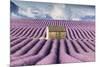 Lavender Fields-Tim Mannakee-Mounted Giclee Print