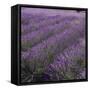 Lavender Fields-DLILLC-Framed Stretched Canvas