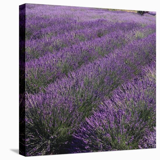 Lavender Fields-DLILLC-Stretched Canvas