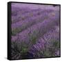 Lavender Fields-DLILLC-Framed Stretched Canvas