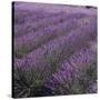 Lavender Fields-DLILLC-Stretched Canvas