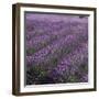 Lavender Fields-DLILLC-Framed Premium Photographic Print