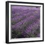 Lavender Fields-DLILLC-Framed Premium Photographic Print