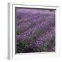 Lavender Fields-DLILLC-Framed Premium Photographic Print