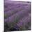Lavender Fields-DLILLC-Mounted Premium Photographic Print
