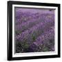 Lavender Fields-DLILLC-Framed Photographic Print