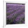 Lavender Fields-DLILLC-Framed Photographic Print