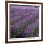 Lavender Fields-DLILLC-Framed Photographic Print