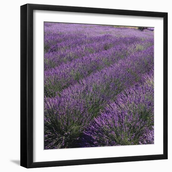 Lavender Fields-DLILLC-Framed Photographic Print