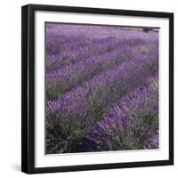 Lavender Fields-DLILLC-Framed Photographic Print