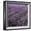 Lavender Fields-DLILLC-Framed Photographic Print