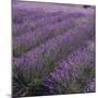 Lavender Fields-DLILLC-Mounted Photographic Print