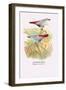 Lavender Finch-Arthur G. Butler-Framed Art Print